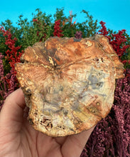 Load image into Gallery viewer, 2.5” Petrified Wood Branch