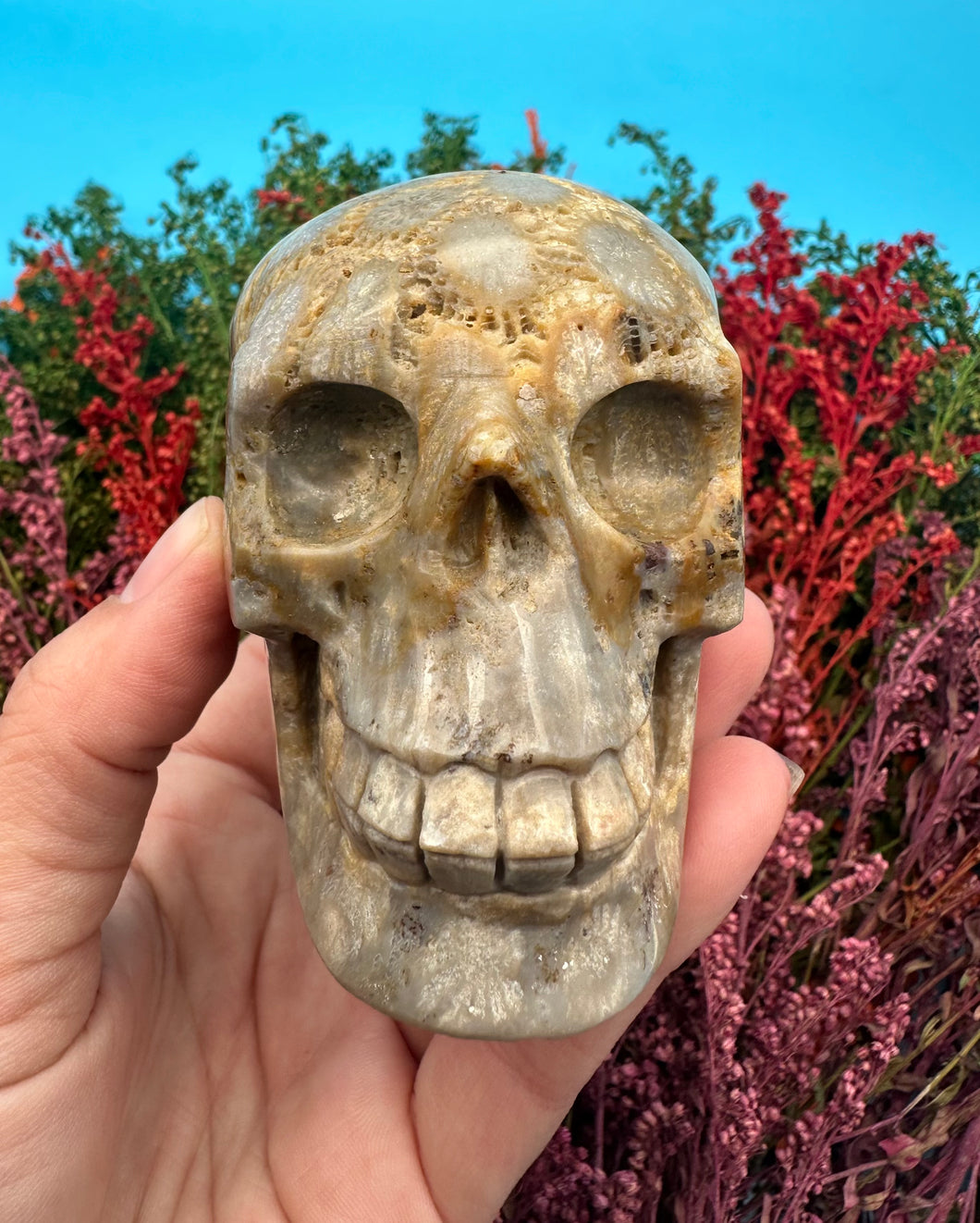 2.75” Fossil Coral Skull Carving