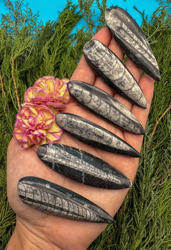 2.5-3” Polished Fossil Orthoceras Cephalopod
