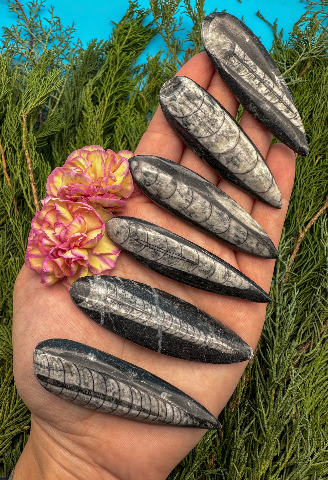 2.5-3” Polished Fossil Orthoceras Cephalopod