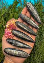 Load image into Gallery viewer, 2.5-3” Polished Fossil Orthoceras Cephalopod