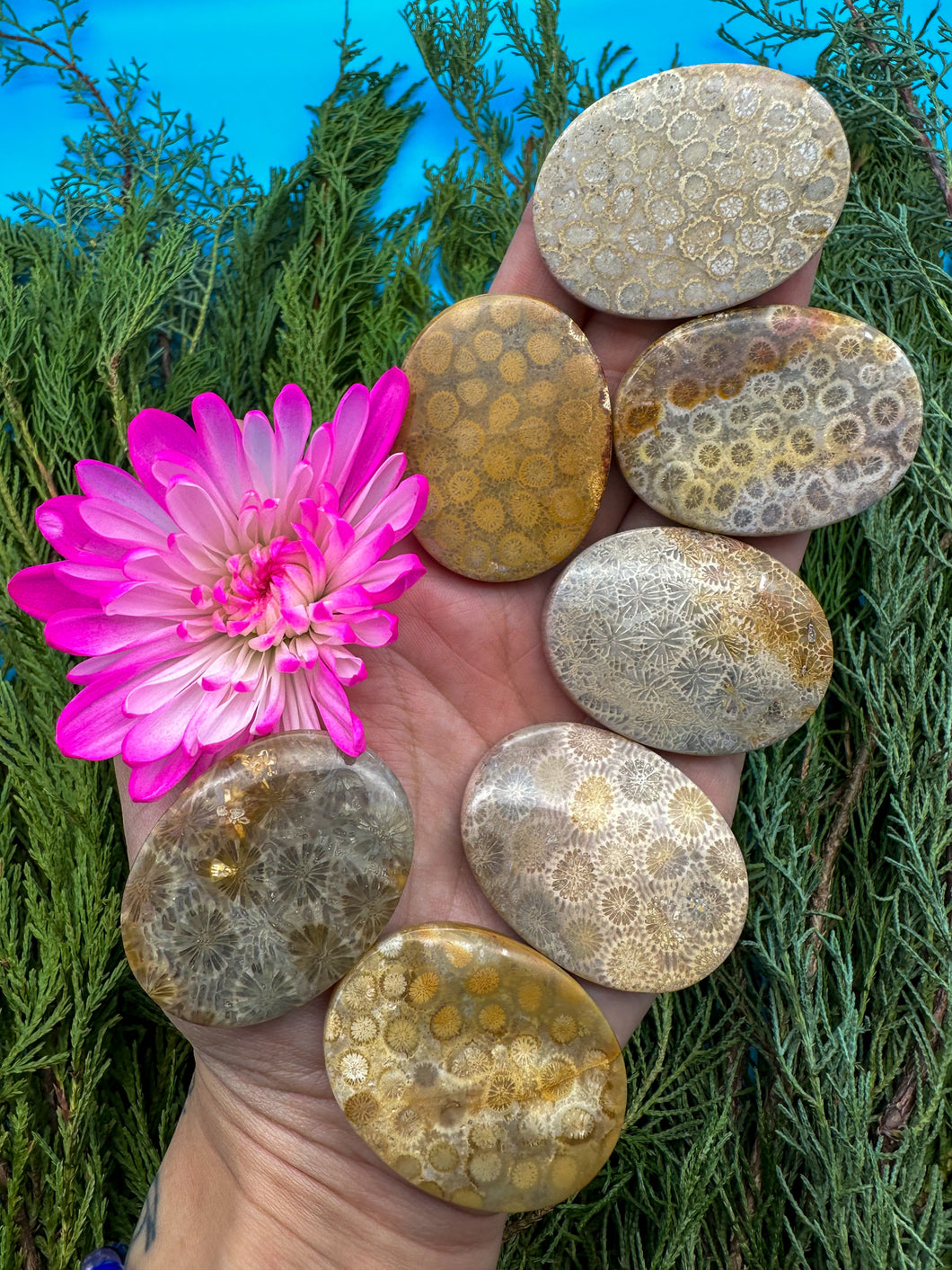 Fossil Coral Smooth Palm Stone