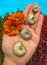 Load image into Gallery viewer, .75-1.25” Rainbow Iridescent Ammonite Fossil