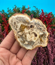 Load image into Gallery viewer, 2.75” Petrified Wood Branch