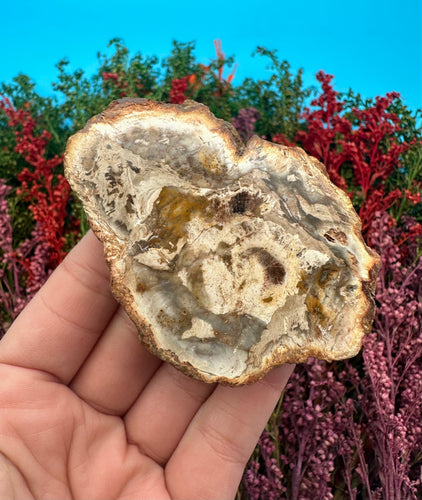 2.75” Petrified Wood Branch