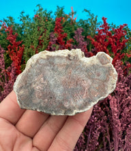 Load image into Gallery viewer, 2” Petrified Wood Branch