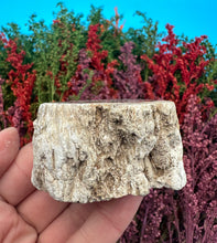 Load image into Gallery viewer, 2” Petrified Wood Branch