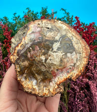 Load image into Gallery viewer, 2.5” Petrified Wood Branch