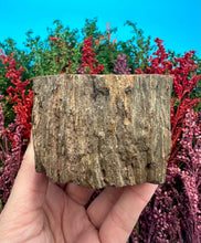 Load image into Gallery viewer, 2.5” Petrified Wood Branch