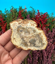 Load image into Gallery viewer, 2.75” Petrified Wood Branch