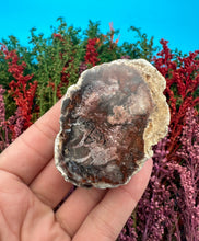 Load image into Gallery viewer, 2” Petrified Wood Branch
