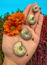 Load image into Gallery viewer, .75-1.25” Rainbow Iridescent Ammonite Fossil