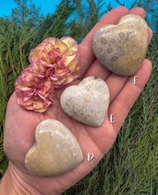 Load image into Gallery viewer, 2” Fossil Coral Heart