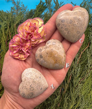 Load image into Gallery viewer, 2” Fossil Coral Heart