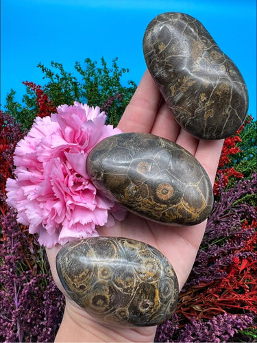 Fossil Coral Palm Stone