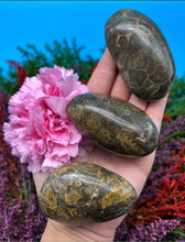 Load image into Gallery viewer, Fossil Coral Palm Stone