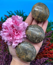 Load image into Gallery viewer, Fossil Coral Palm Stone