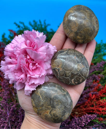 Fossil Coral Palm Stone