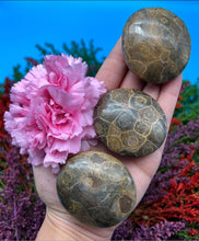 Load image into Gallery viewer, Fossil Coral Palm Stone