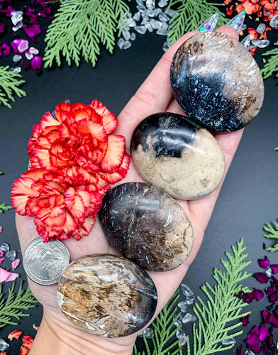 Fossil Palm Root Palm Stone