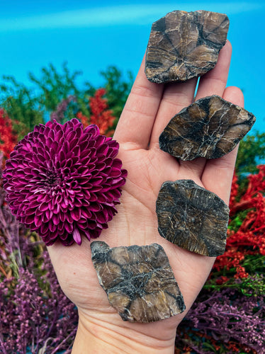 1.75” Chiastolite