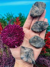 Load image into Gallery viewer, 1.75” Chiastolite